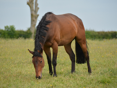 Champagne Express at EquiPrep