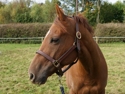 Rock Steady at EquiPrep